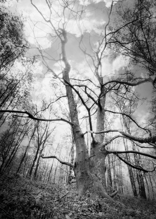 Arbre dans les Ardennes - Vincent Le Borgne