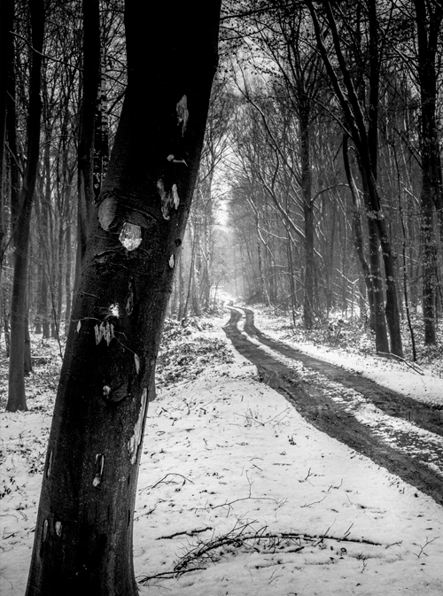  Nature Braine le Comte Arbre Vincent Le Borgne Photographie