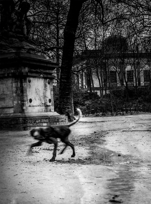 Parc de Bruxelles, moment hiver